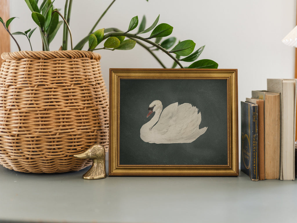Swan Study